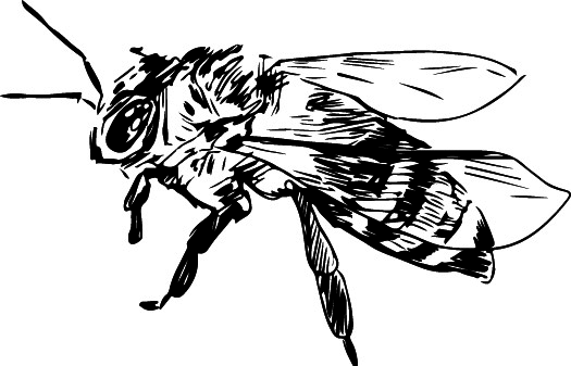 Wildblume Biene Honig