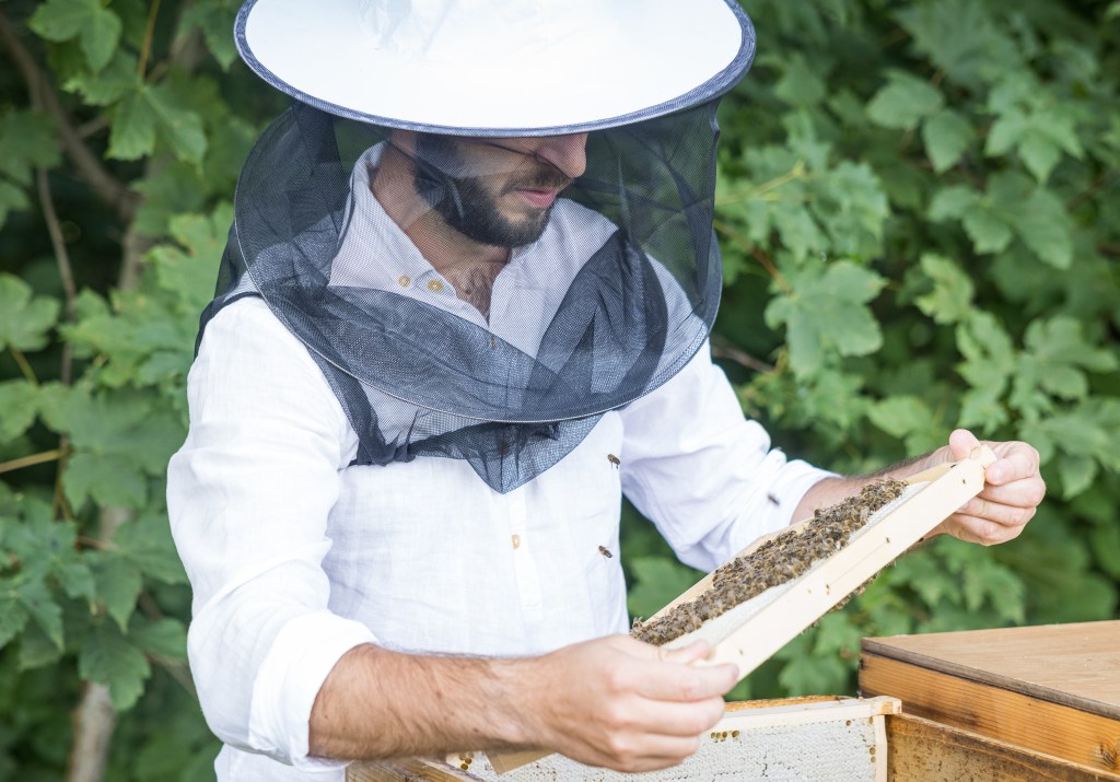 Wildblume Imkerei Bienen